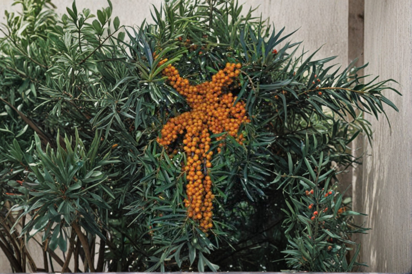 Titan Sea Berry Female Plant Live 1 Gallon Potted Sea Buckthorn Shrub Hardy Landscape Berry Plant Ready to Grow
