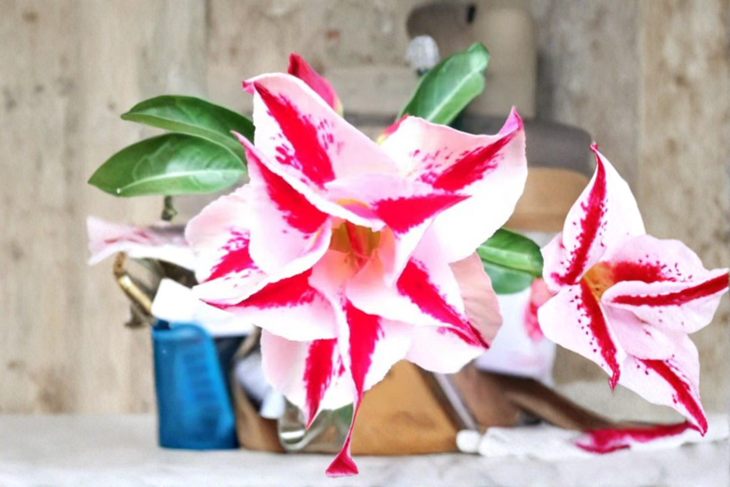 Star Crown Desert Rose Seeds Adenium Obesum Mixed Color Succulent Flower Seeds for Planting Pack of 10 Seeds