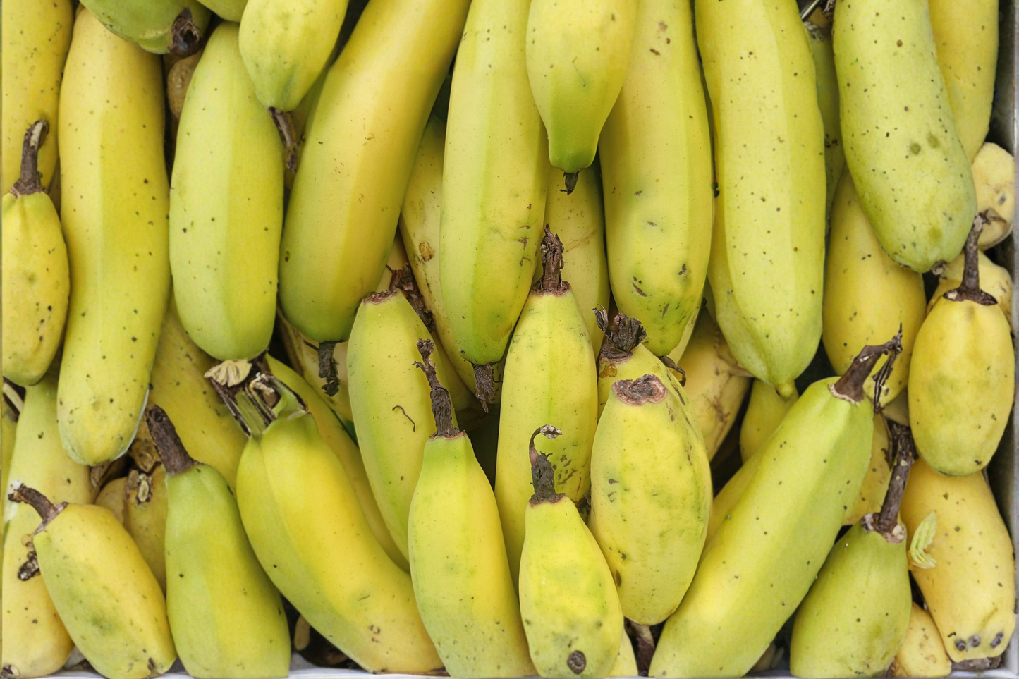 Truly Tiny Banana Live Starter Plug 3–6 Inches – Musa acuminata