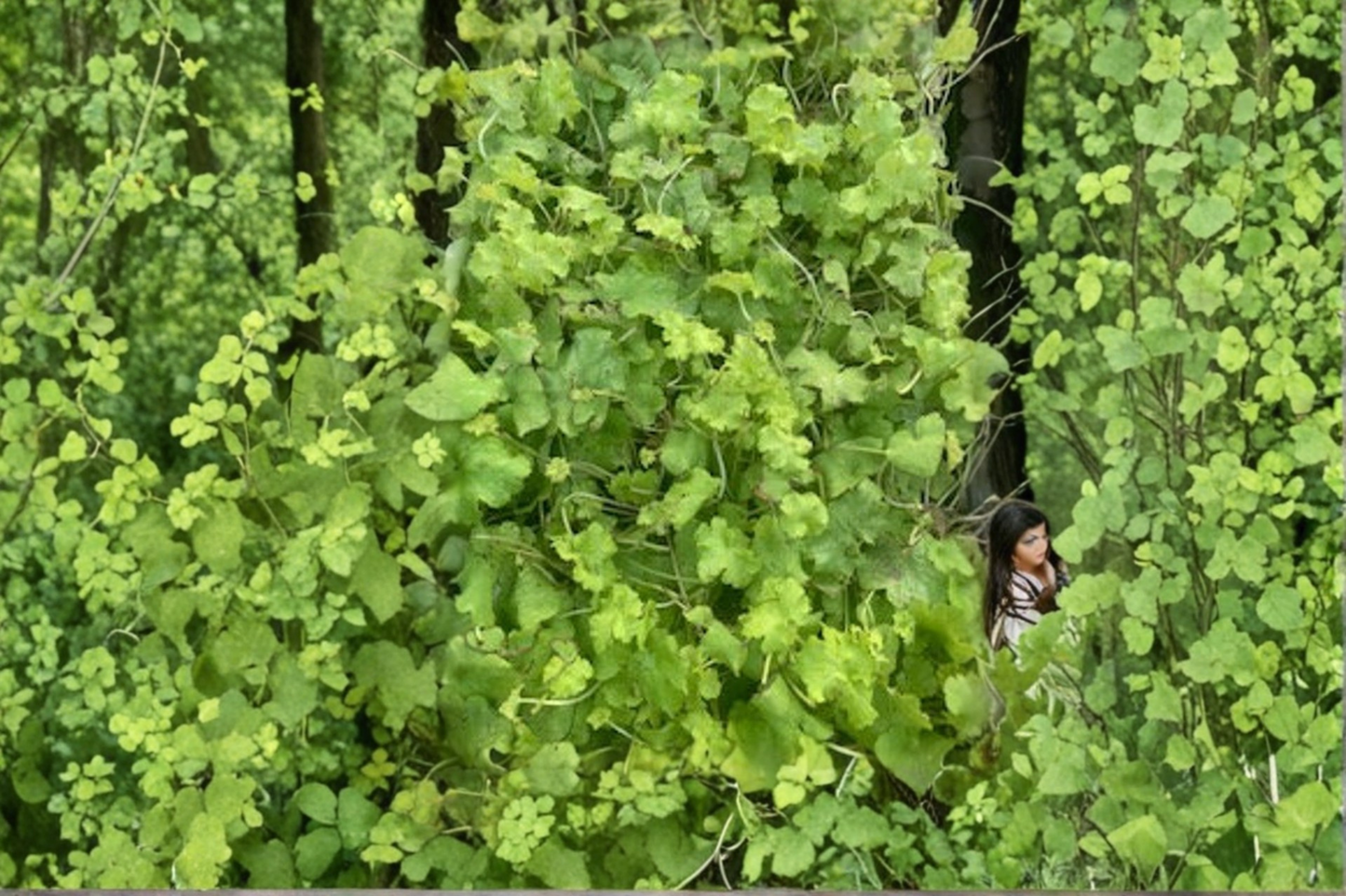Apple Twist Coral Bells Live Plants 3 Rooted Starters in 1 Qt Pots Heuchera Variegated Foliage Perennial