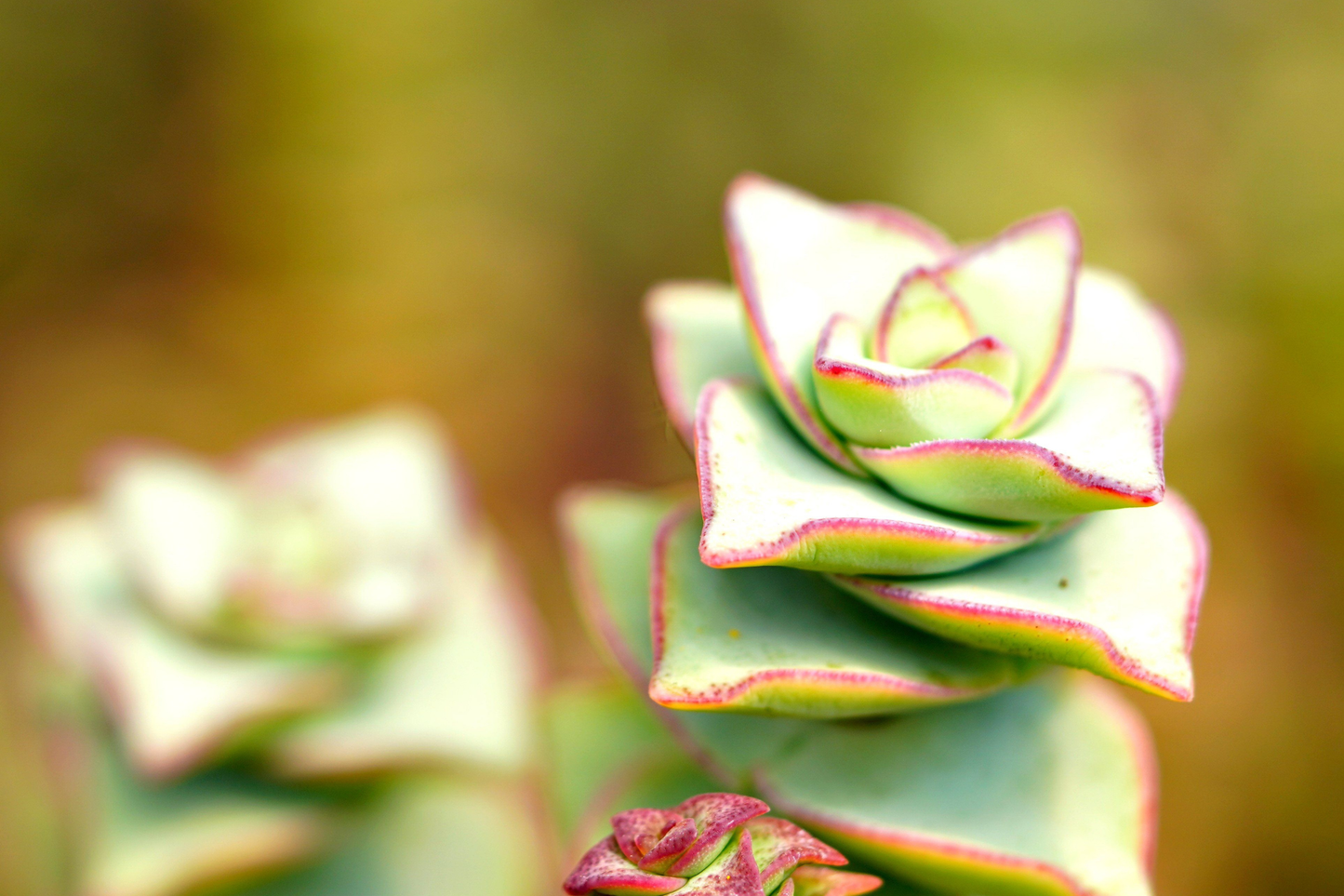 2 String of Buttons Live Rooted Plants – 2-Inch Succulents – Crassula perforata