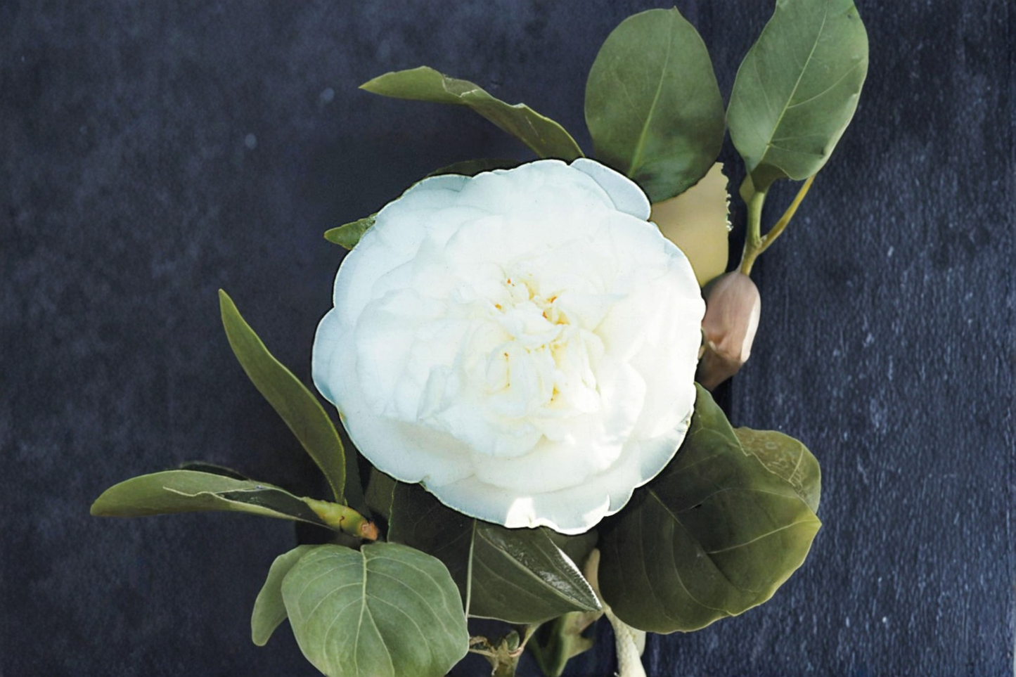 Japanese Camellia ‘Pride of Descanso’ 3 Gallon – Camellia japonica Pink Flowering Evergreen Shrub