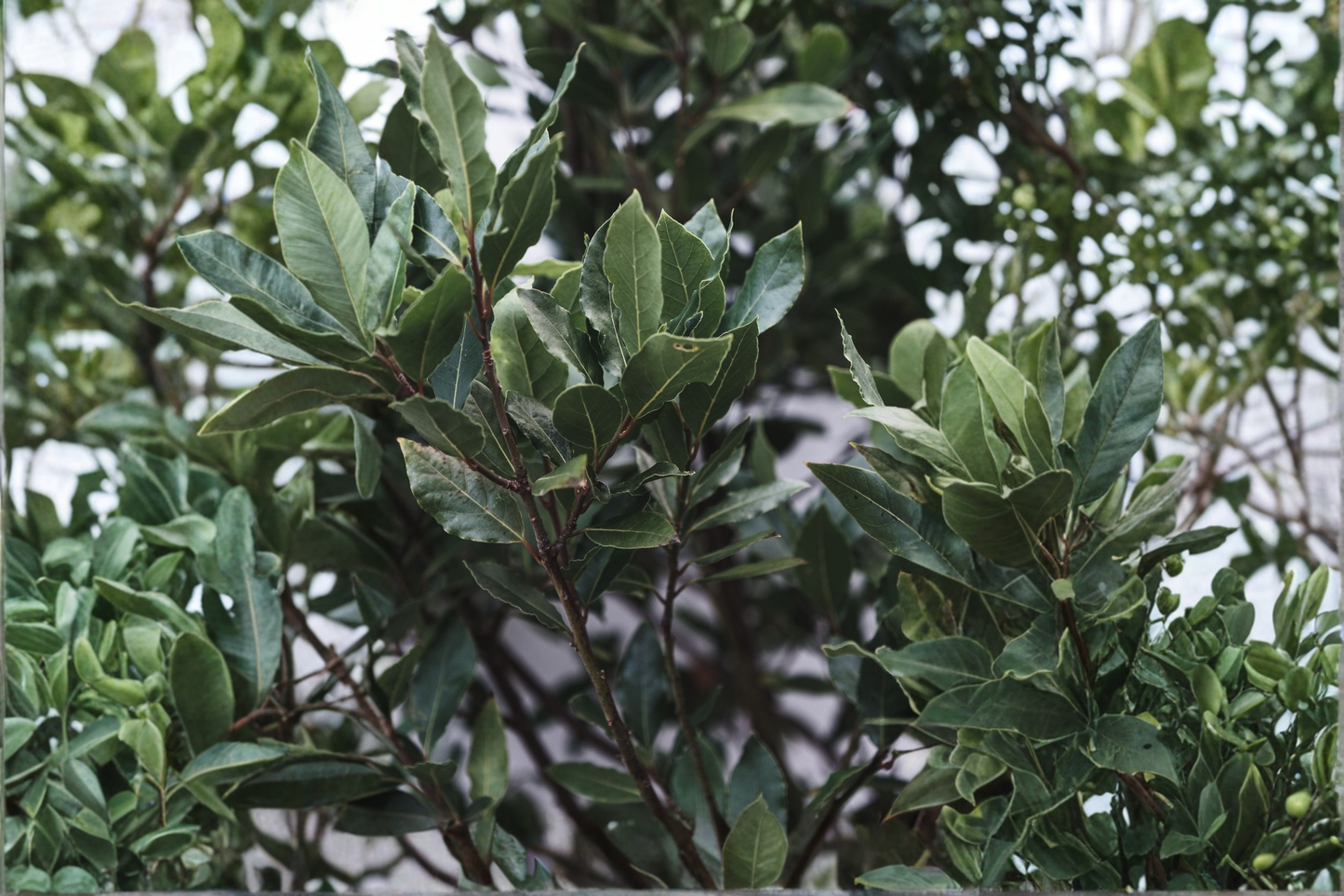 Sweet Bay Laurel Live Plant 4–9 Inches Tall – Bay Leaf (Laurus nobilis)