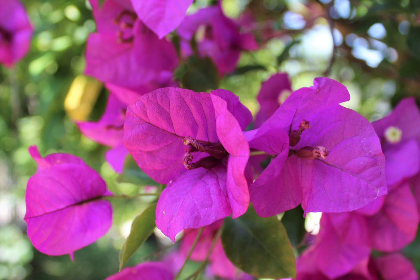 Royal Purple Bougainvillea Live Plant in 3 Inch Pot – Bougainvillea spp.
