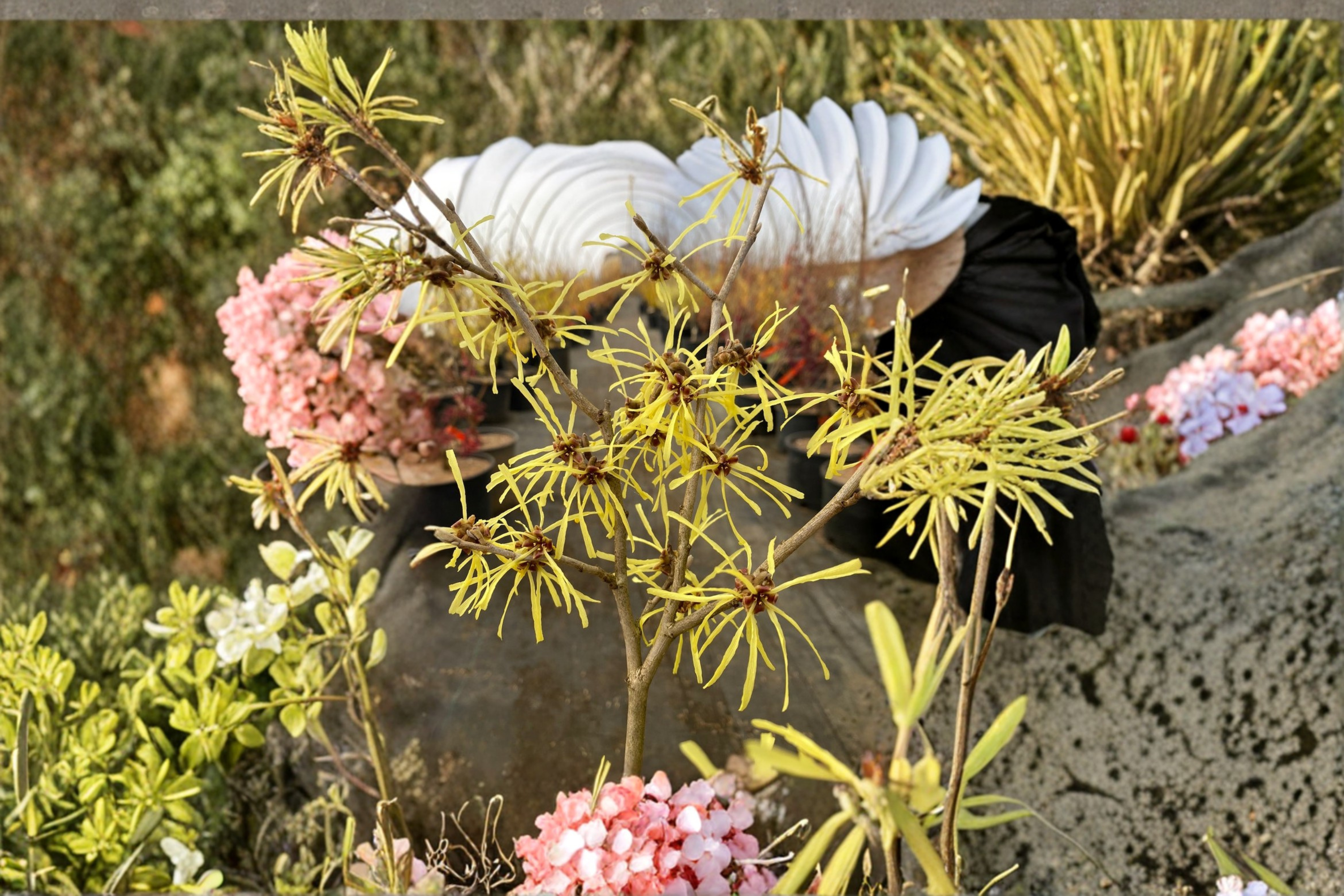 Anne Witch Hazel Live Plant 24 Inch Bare Root Red Winter Bloom Shrub F ...