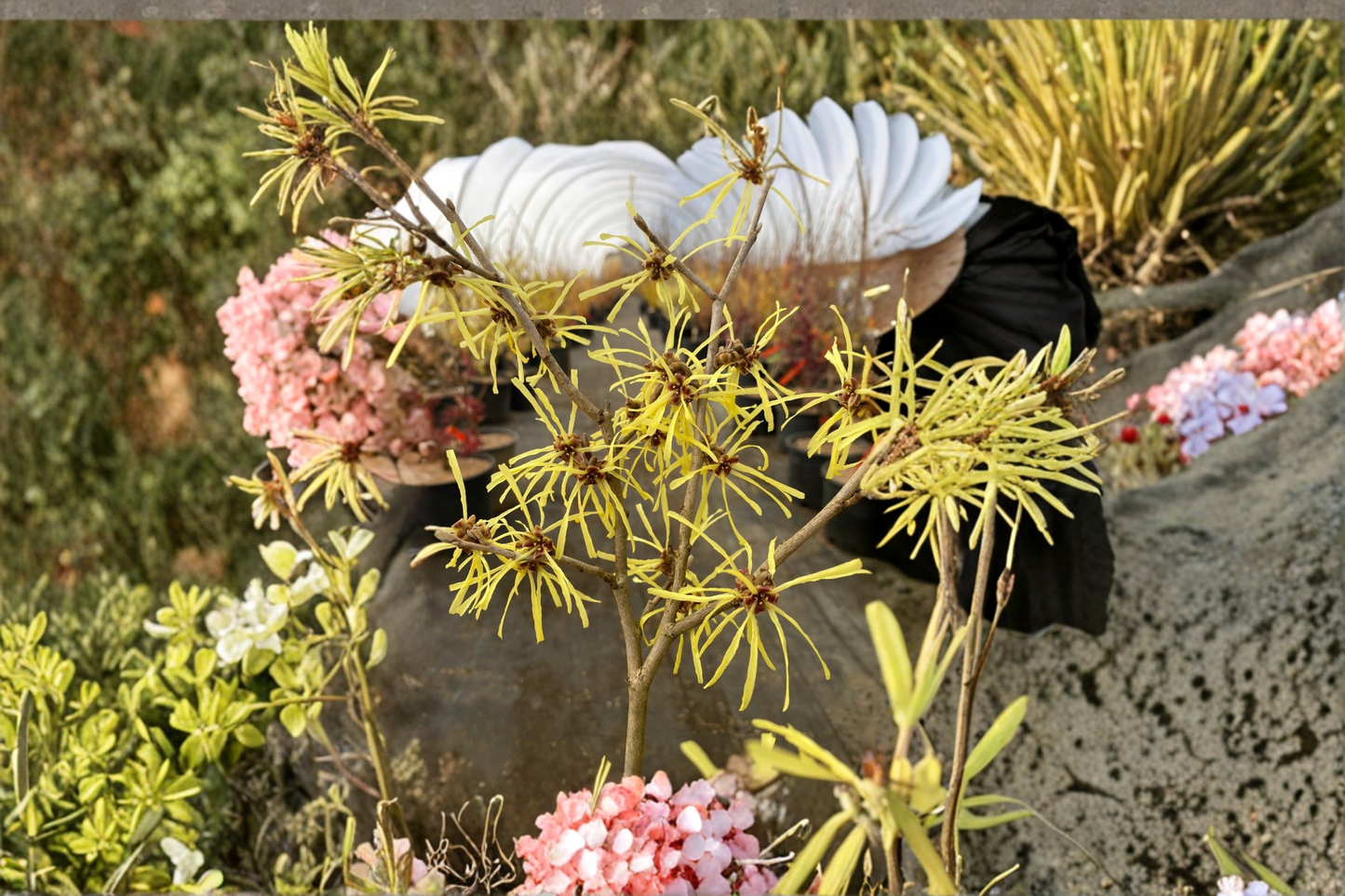 Anne Witch Hazel Live Plant 24 Inch Bare Root Red Winter Bloom Shrub Fragrant Cold Hardy Garden Ornamental
