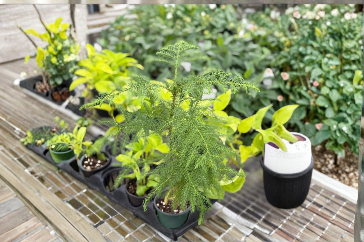 Norfolk Island Pine Live Plant Christmas Tree Houseplant in 4 Inch Pot