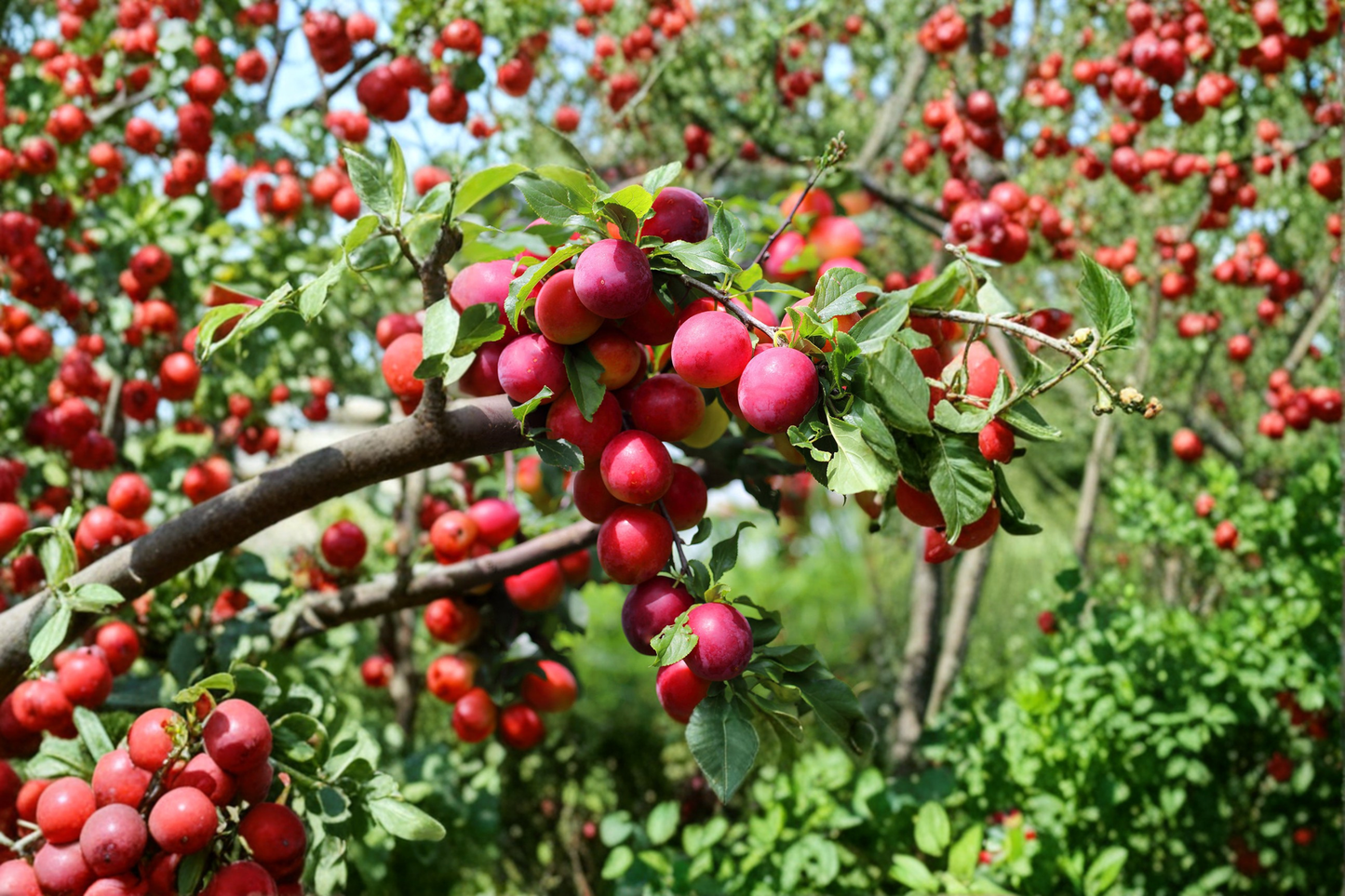 Satsuma Plum Tree Live Plant 4–6 Ft Fruit Tree for Garden Orchard, Deciduous Outdoor Plum Tree
