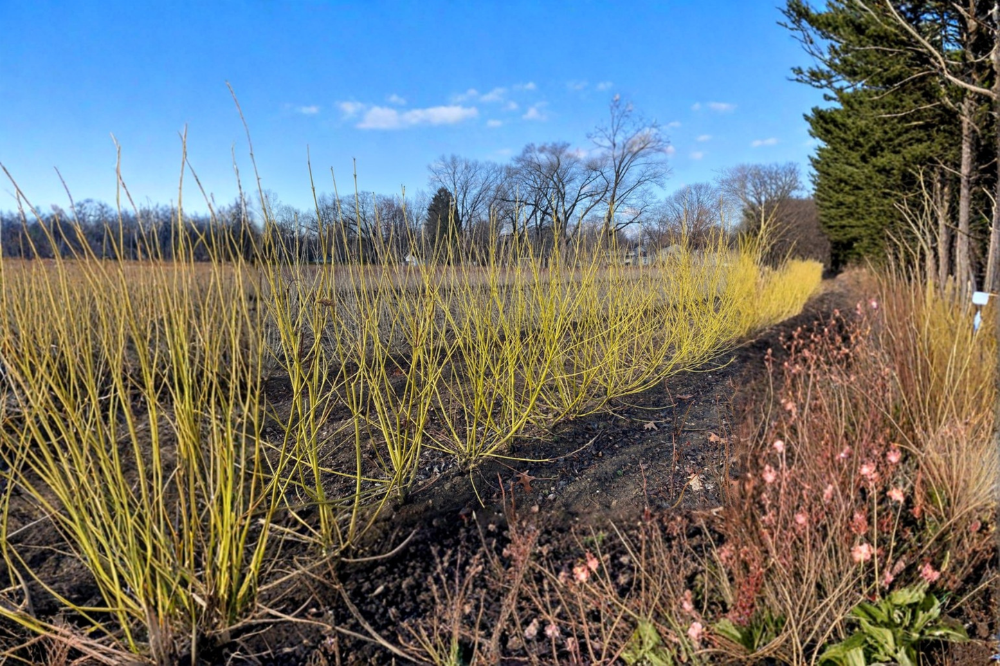 Yellow Twig Dogwood Flaviramea Live Plant 2 Gallon Pot – Cornus sericea Bright Yellow Winter Stems Hardy Landscape Shrub