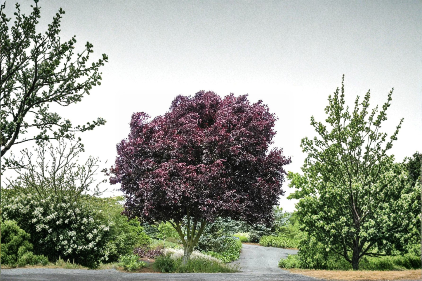 Thundercloud Purple Leaf Plum Tree 5 Gal – Ornamental Landscape Tree, Dark Purple Foliage, Pink Spring Blooms Garden Plant