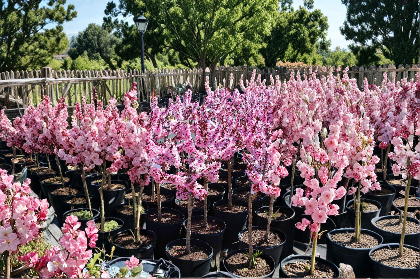 Bonfire Patio Peach Tree Live Plant 3–4 Ft Dwarf Fruit Tree for Garden, Ornamental Peach Tree for Patio Landscape