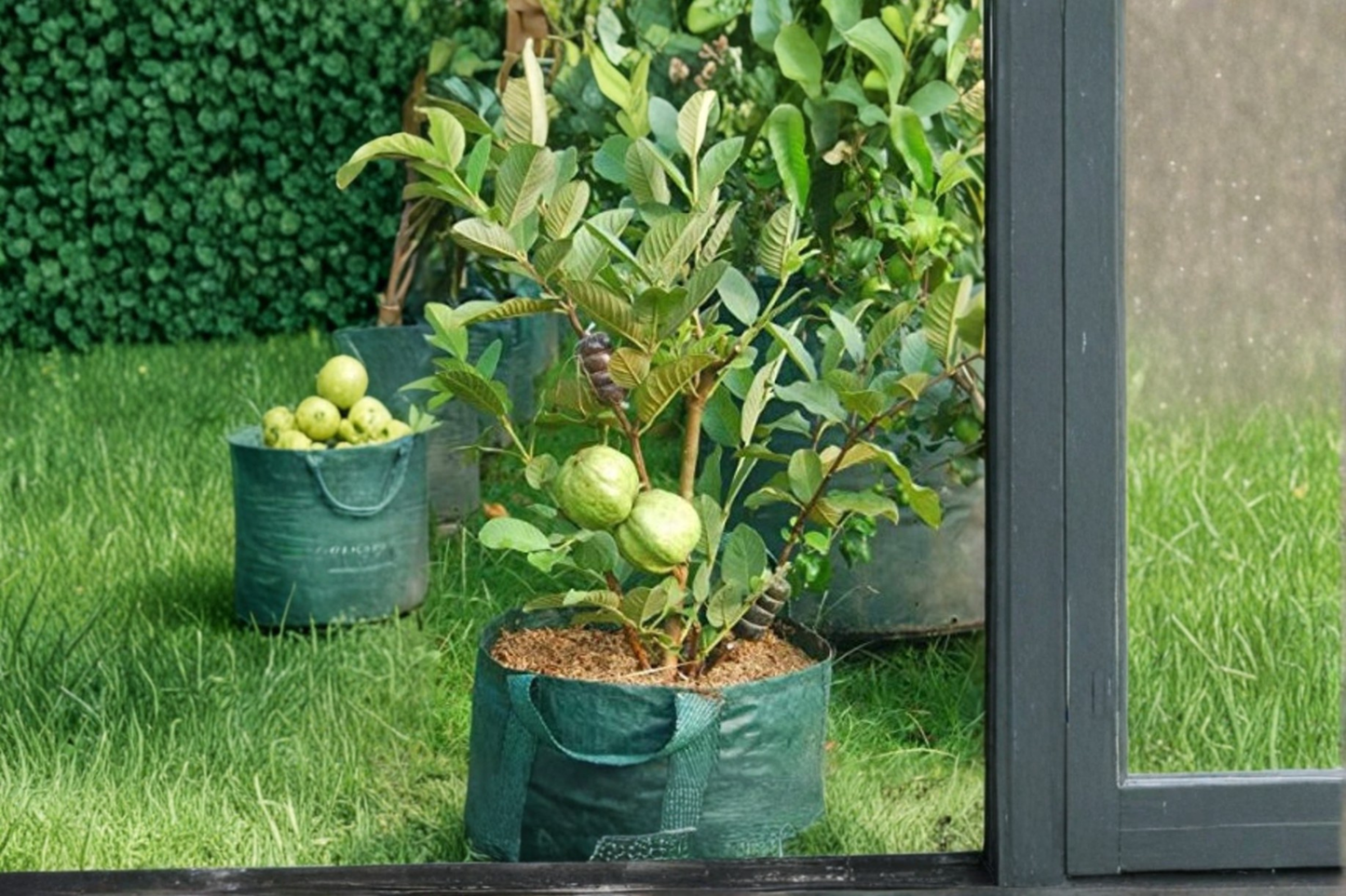 Dwarf Guava Tree Seeds Rare Tropical Fruit Plant 10 Seeds for Container and Outdoor Garden Growing