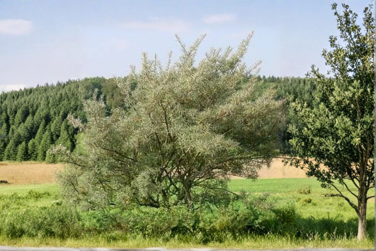 Male Sea Berry Plant Live 1 Gallon Potted Sea Buckthorn Shrub 3ft Tall Hardy Landscape Plant Ready to Grow