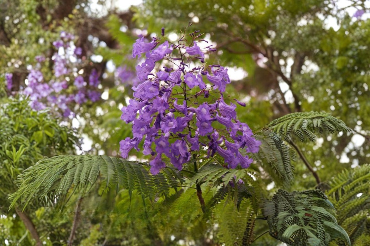 Blue Jacaranda Tree Live Plant – Large Plug – 12 Inch Tall – Jacaranda mimosifolia