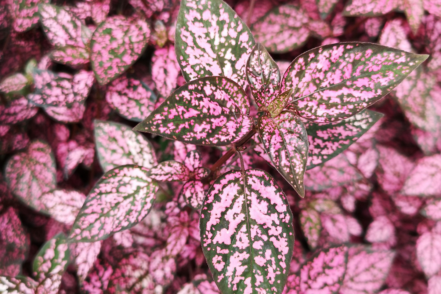 Hypoestes 'Rose Splash' Live Potted Houseplant – 2.5-Inch Pot – Hypoestes phyllostachya