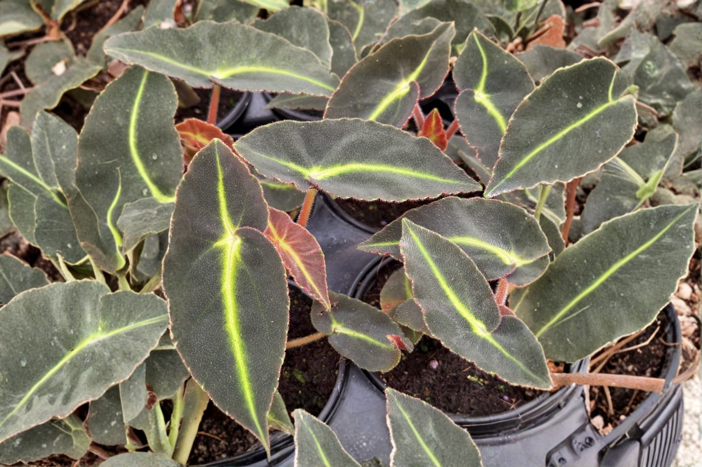 Begonia Listada Live Plant Velvet Stripe Begonia Houseplant in 4 Inch Pot