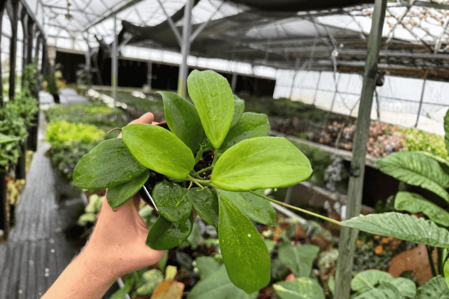 Hoya Quinquenervia 2 Live Plants – 4-Inch Pots – Hoya quinquenervia