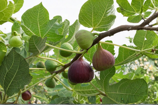 Brown Turkey Fig Tree Live Plant 1–3 ft – Fruit Tree for Home Garden, Outdoor Fig Plant, Easy Grow Edible Garden Tree