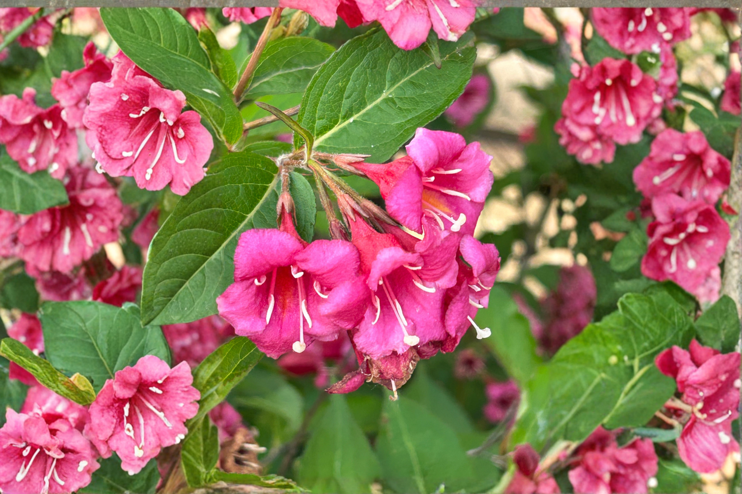 Minuet Weigela Live Plant – 16+ Inches Tall – Weigela florida 'Minuet'