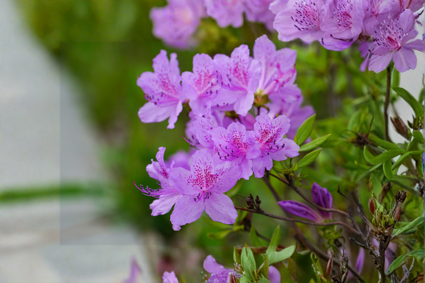 Purple Azalea Live Plant 10 Inches Tall in 4-Inch Pot – Flowering Shrub – Rhododendron spp.