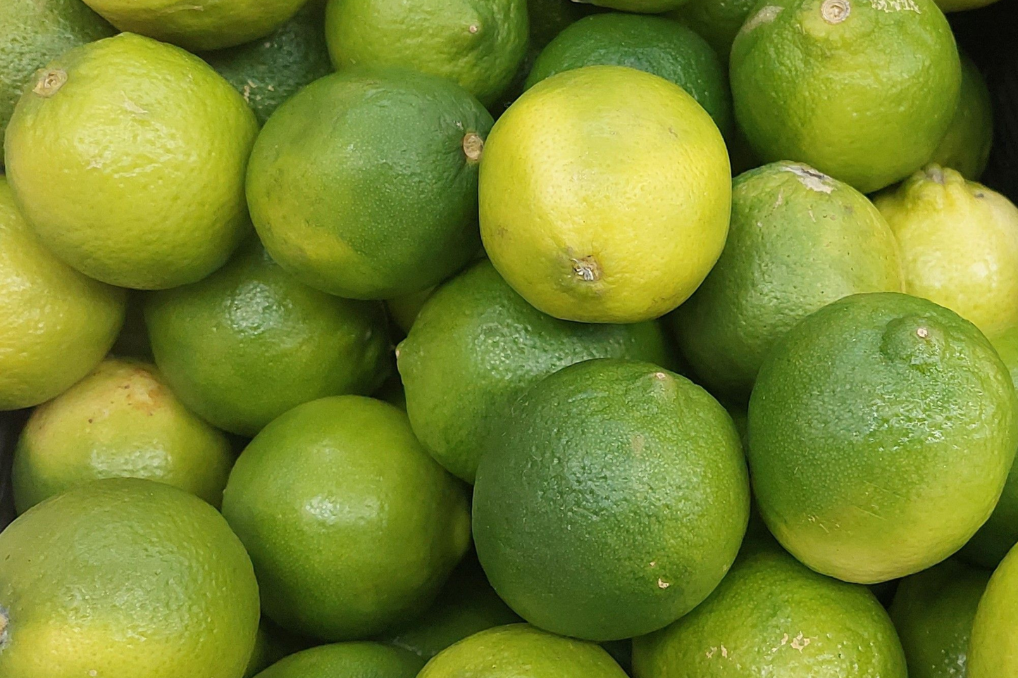 Mexican Key Lime Tree Live Sapling 3–4 Inches – Citrus aurantiifolia