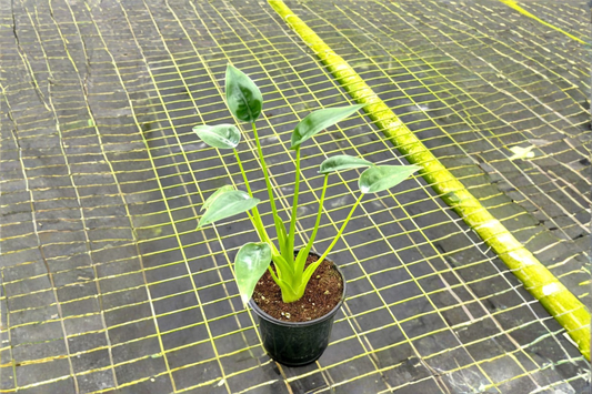 Alocasia Tiny Dancer Live Plant Rooted Tropical Houseplant 4 Inch Pot Indoor Alocasia Starter Plant Gift