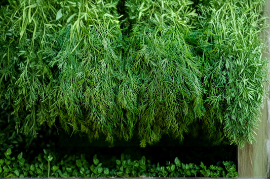 Banquet Dill Live Plants 2 Starter Plants Anethum graveolens Herb Plant Culinary Herb Garden Plant Ready to Grow