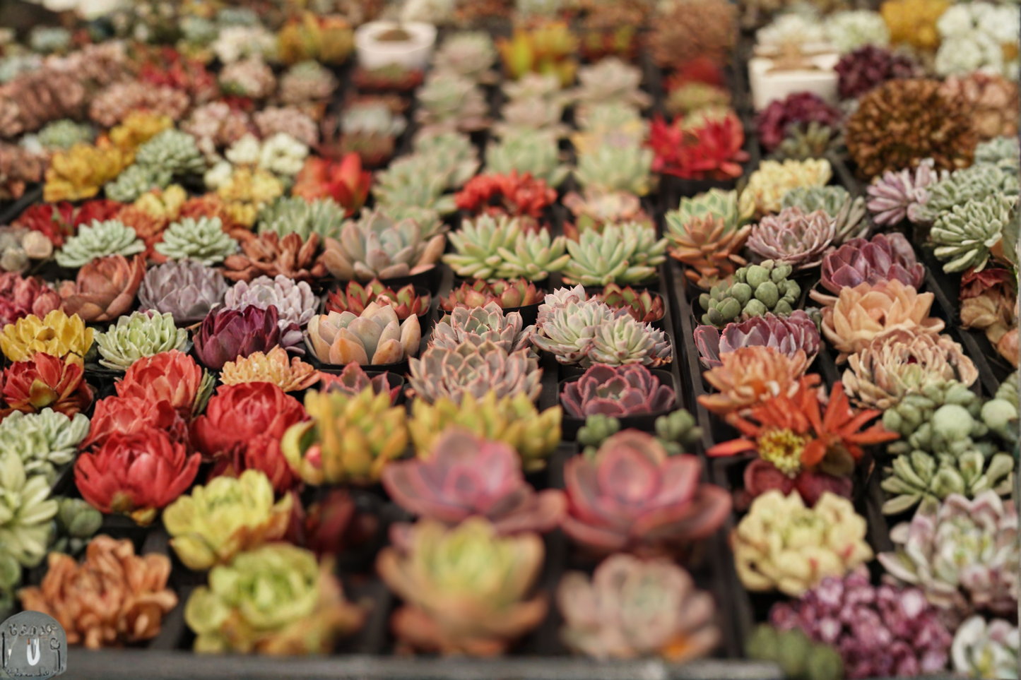 12 Echeveria Live Succulent Plants Rooted Combo Pack – Assorted Succulents