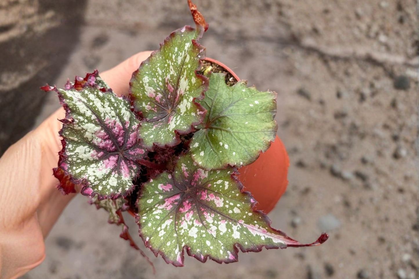 Begonia Winter Ember Live Plant Rex Begonia Houseplant in 4 Inch Pot