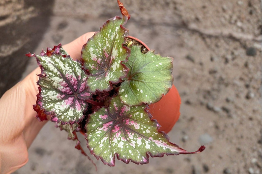 Begonia Winter Ember Live Plant Rex Begonia Houseplant in 4 Inch Pot