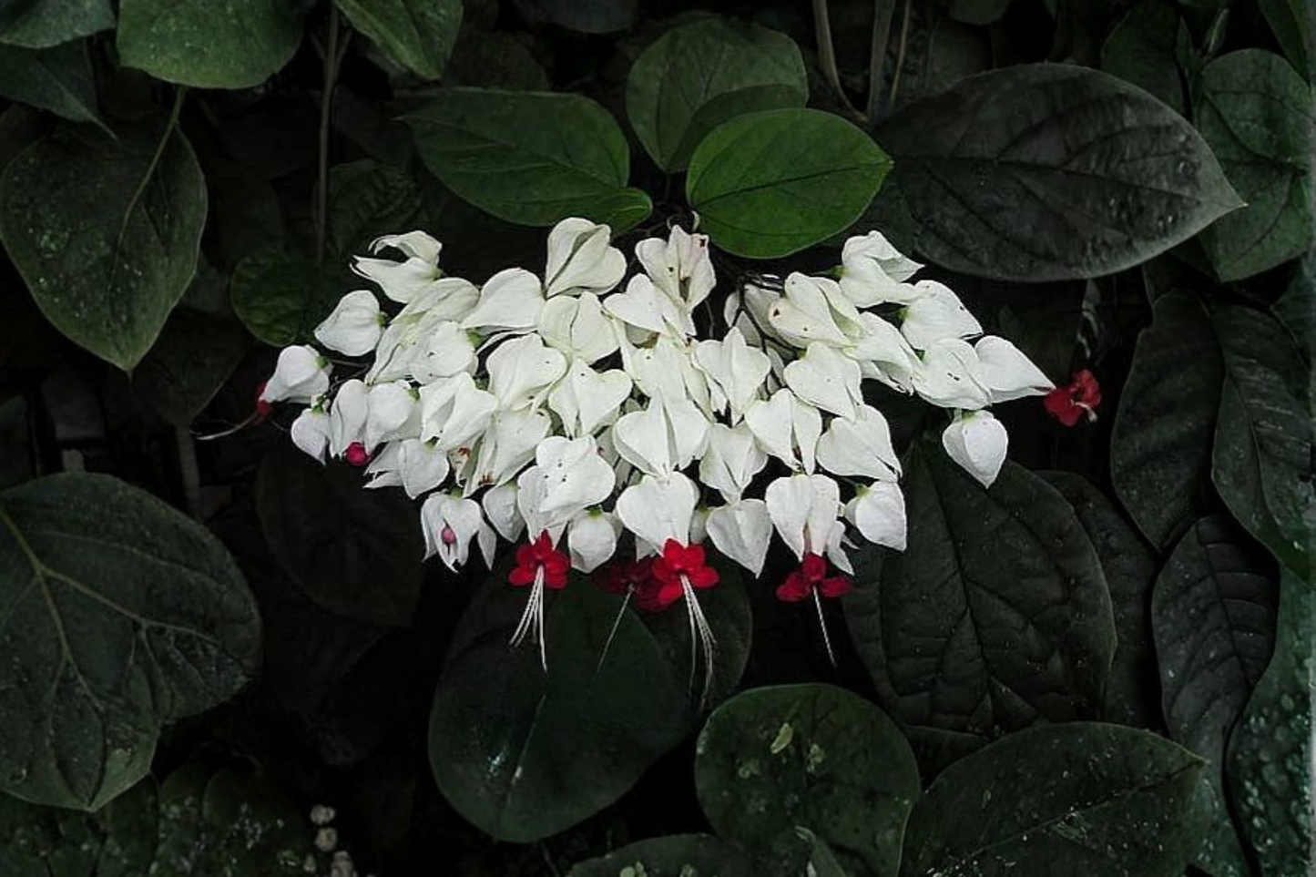 White Bleeding Heart Live Plant in Pot – Lamprocapnos spectabilis 'Alba'