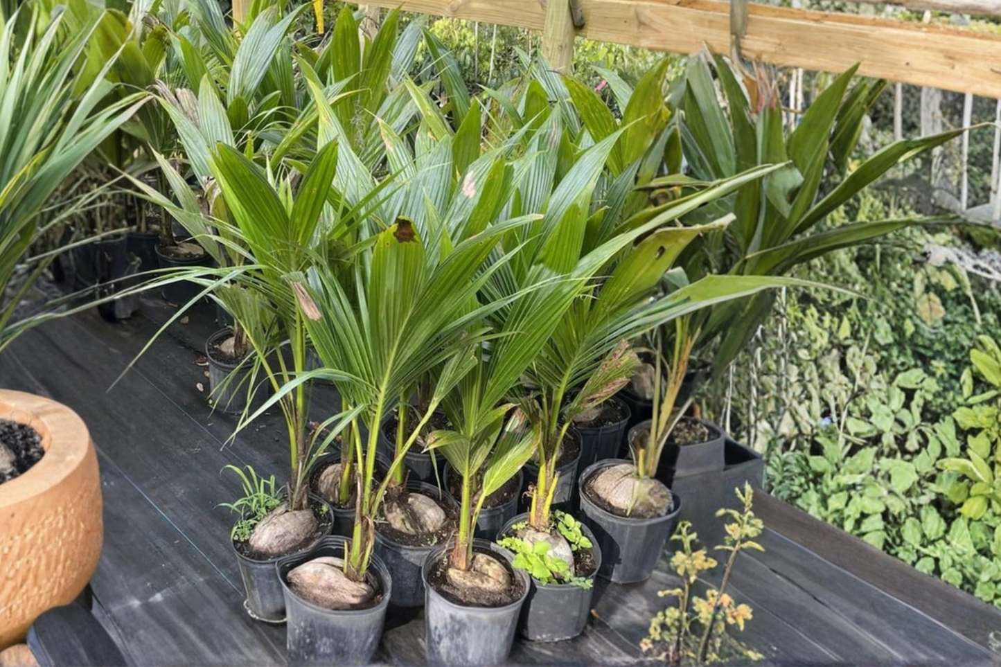 Malayan Dwarf Coconut Tree Live Plant 3ft Tall Tropical Palm Tree Compact Coconut Plant No Ship to California