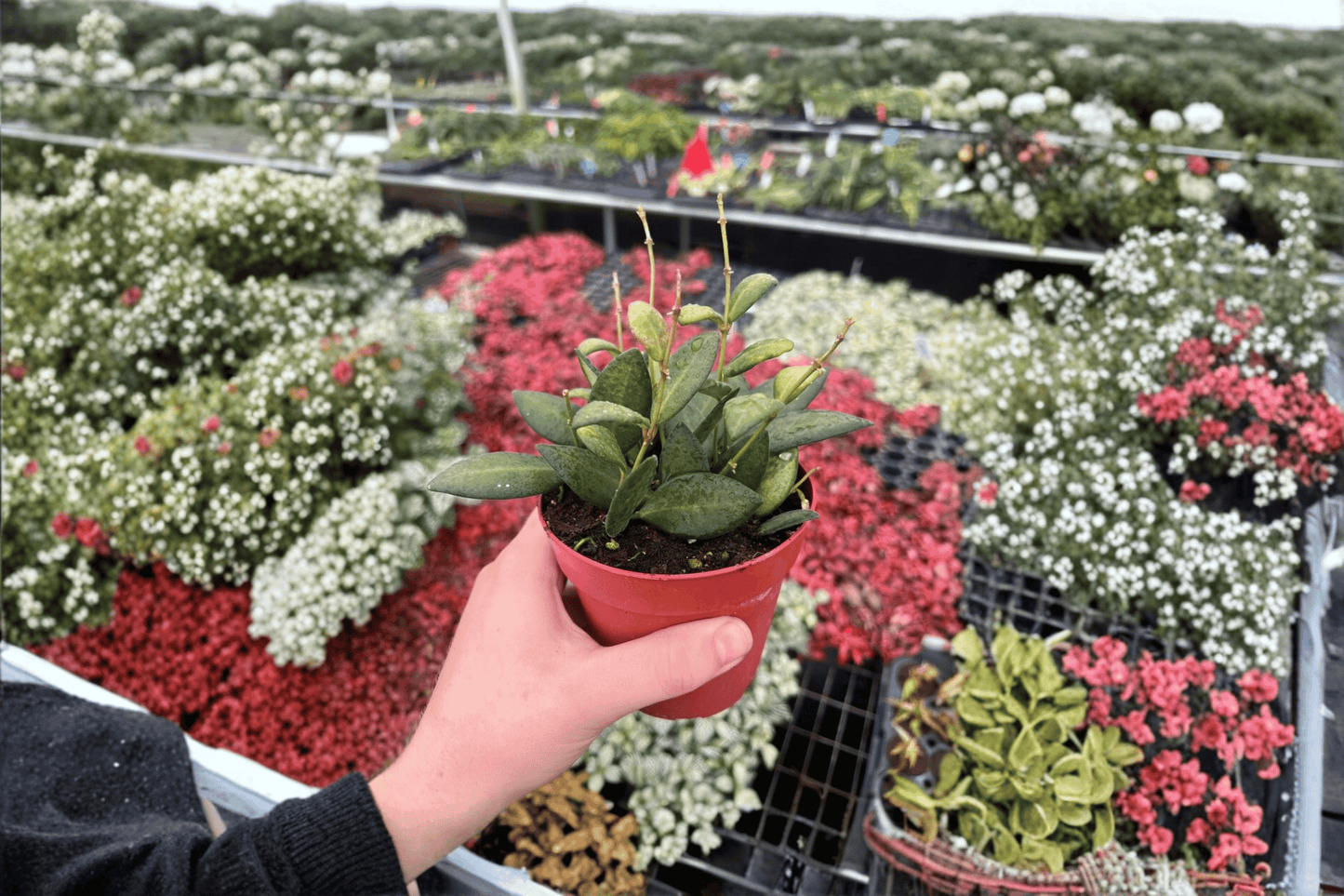 2 Hoya bilobata Live Plants in 4-Inch Pots – Hoya bilobata Tropical Houseplants