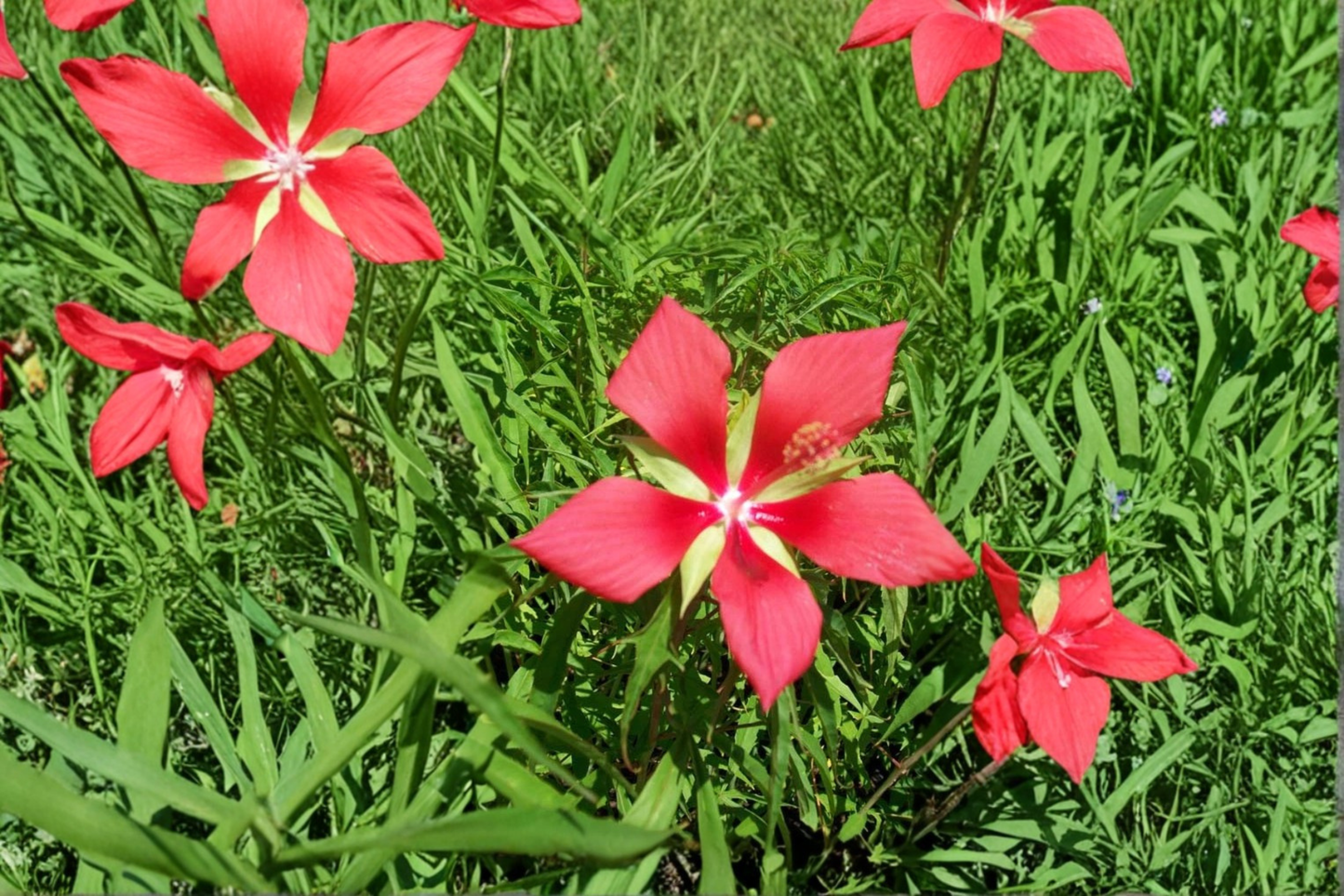 Texas Star Hibiscus 1 Gal Live Plant – Red Flower Hibiscus coccineus, Tall Garden Plant, Ornamental Outdoor Blooming Plant