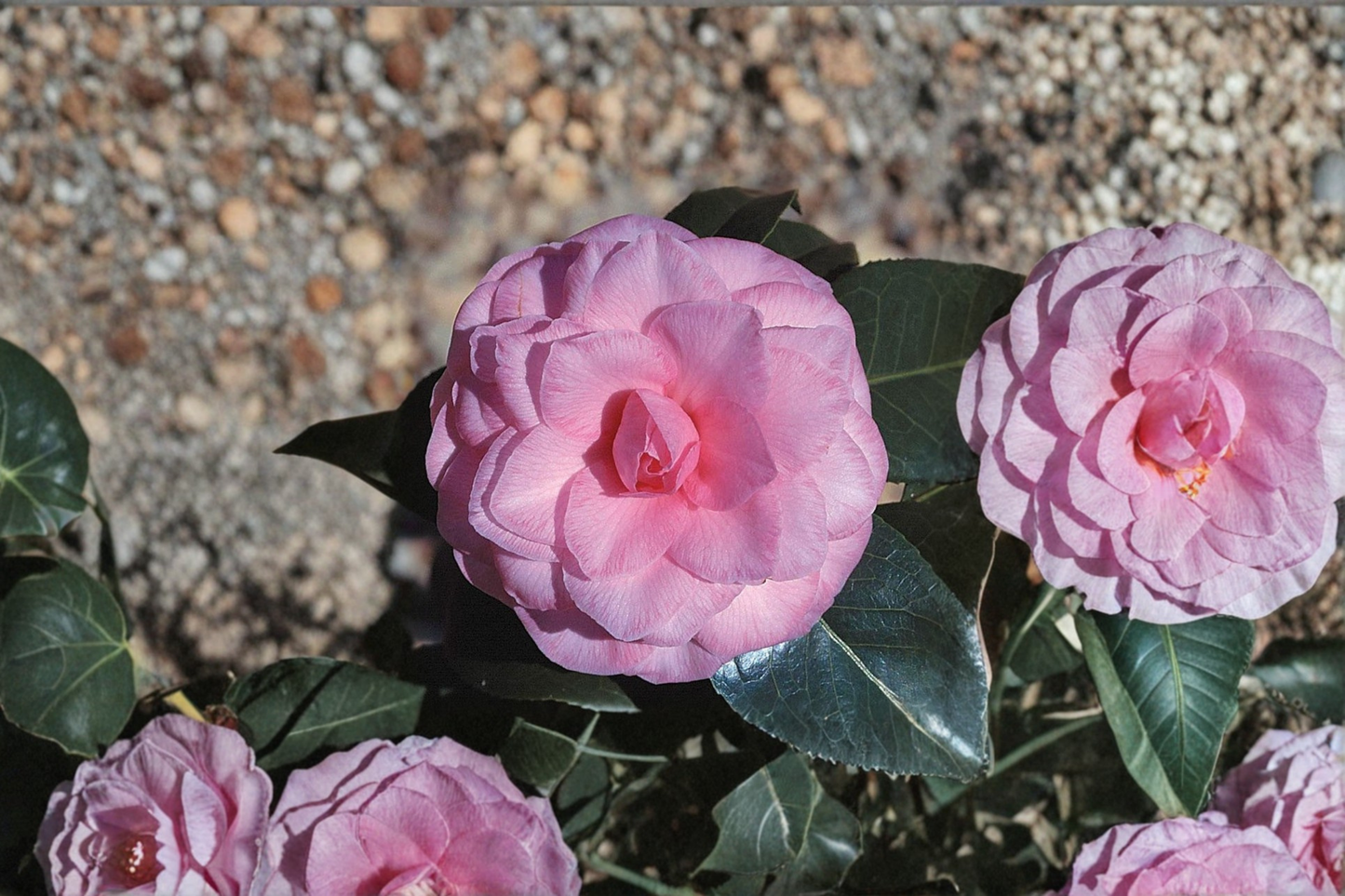 Japanese Camellia ‘Pink Parade’ 3 Gallon – Camellia japonica Pink Evergreen Flowering Shrub