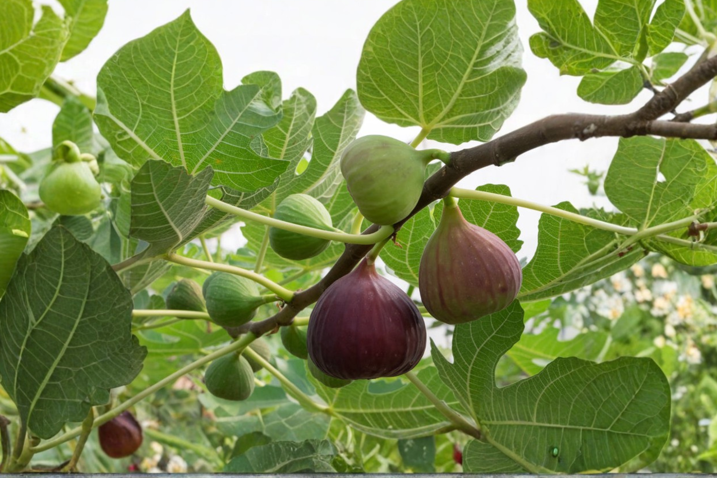 Celeste Fig Tree 1-3 Ft Live Plant – Sweet Fig Fruit Tree for Home Garden Backyard Orchard Outdoor Growing No Ship CA