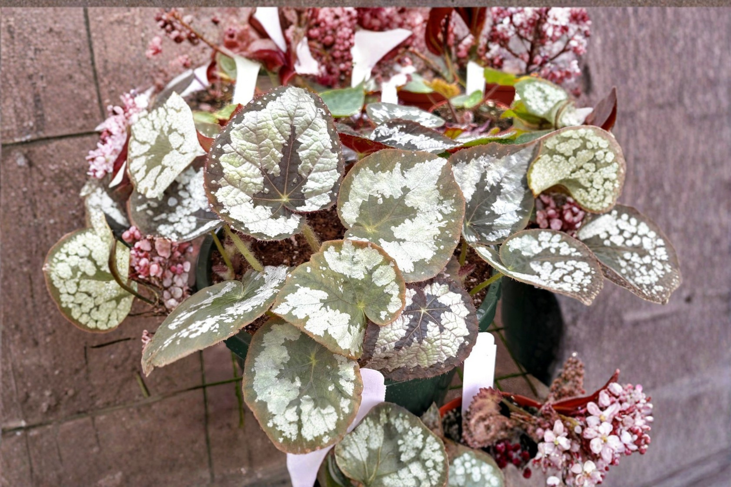 Begonia Sykakiengi Live Plant Rare Begonia Houseplant in 4 Inch Pot