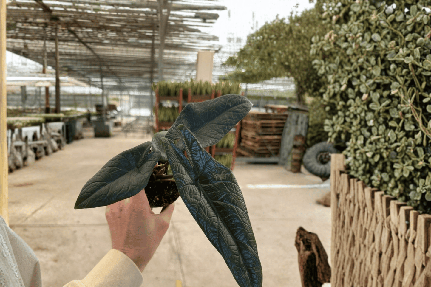 2 Alocasia scalprum Live Plants – 4-Inch Pots – Alocasia scalprum
