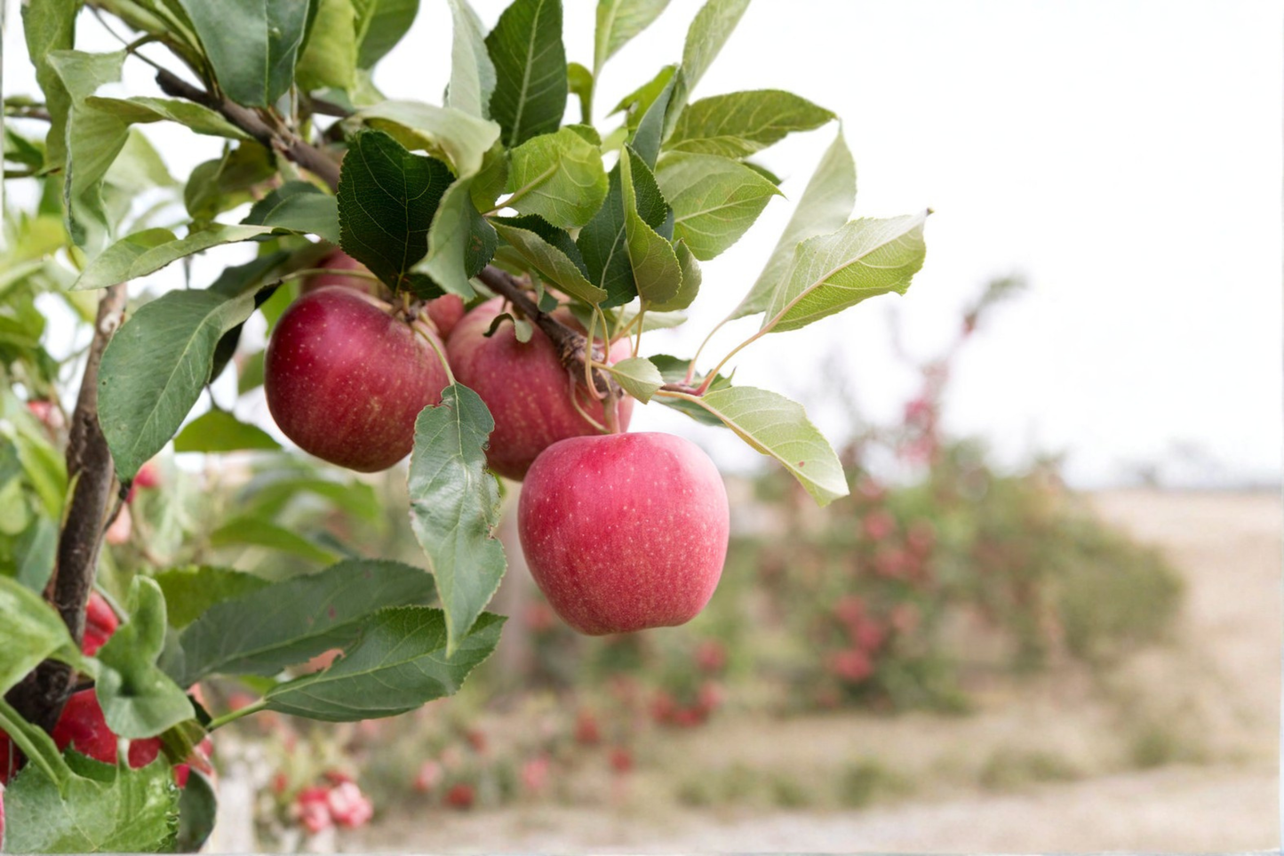 Dwarf Gala Apple Tree Seeds Rare Apple Fruit Tree Seeds for Planting Compact Garden Variety Pack of 5 Seeds