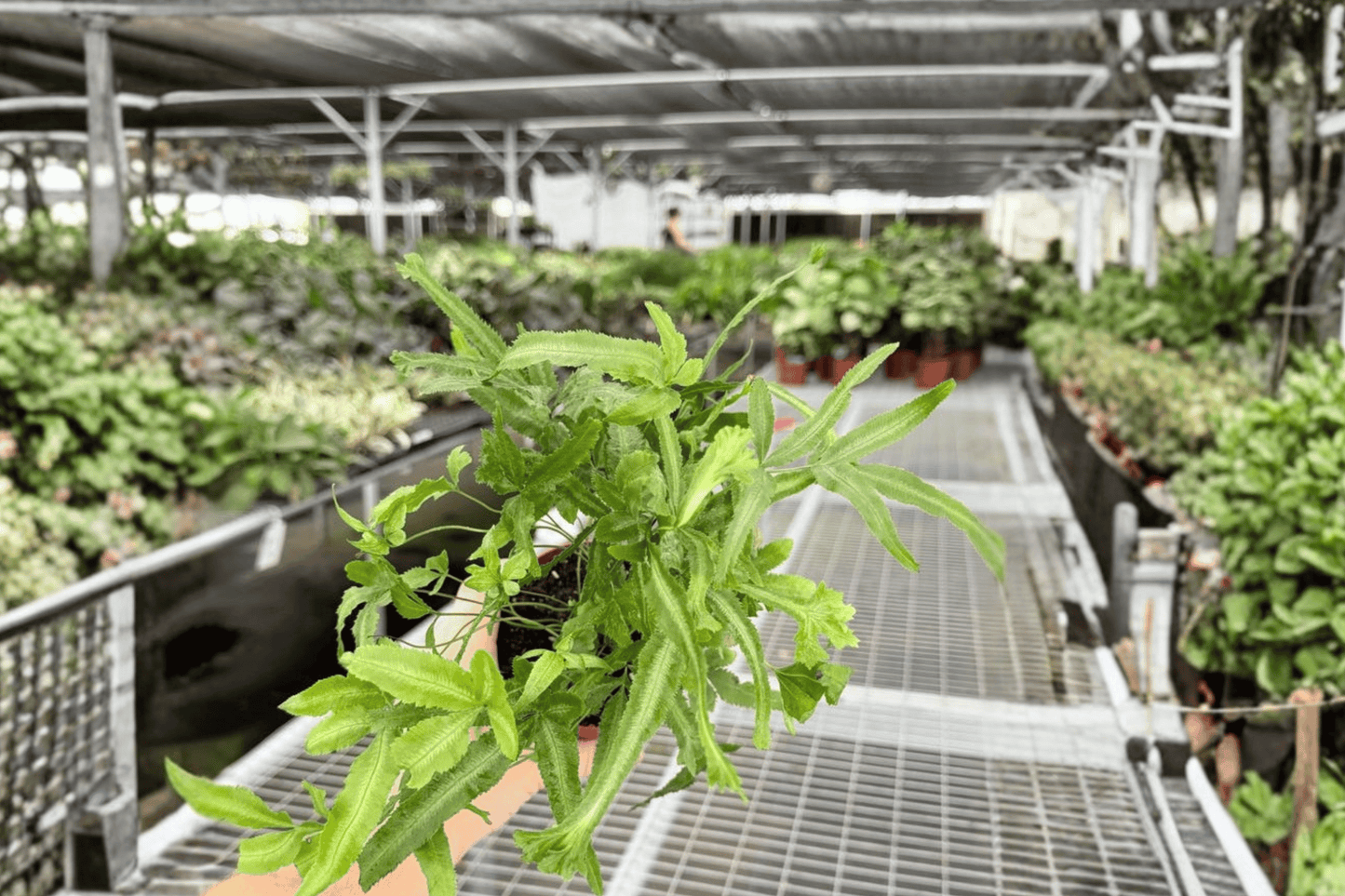 2 Moonlight Fern Live Plants in 4-Inch Pots – Tropical Fern Houseplants