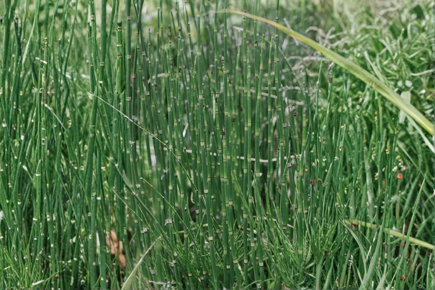 Water Horsetail Live Plant – 4 Root Pieces – Equisetum fluviatile – Aquascape & Pond Plant