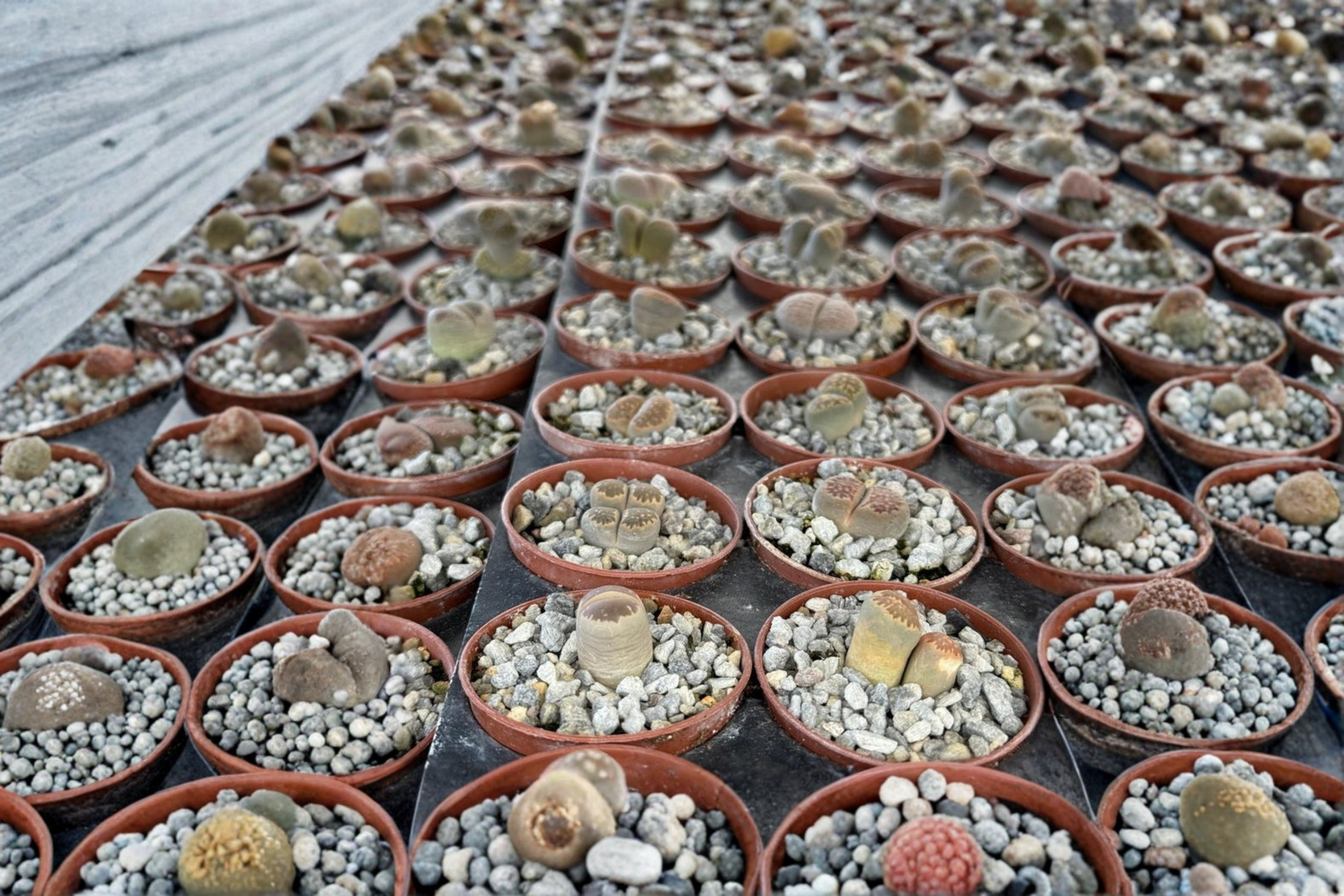 Lithops Live Plant Assorted Colorful Living Stones Succulent 2 Inch Po ...
