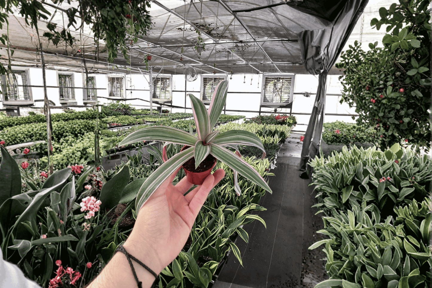 Tricolor Oyster Plant 2 Live Starter Plants – Tradescantia spathacea ‘Tricolor’