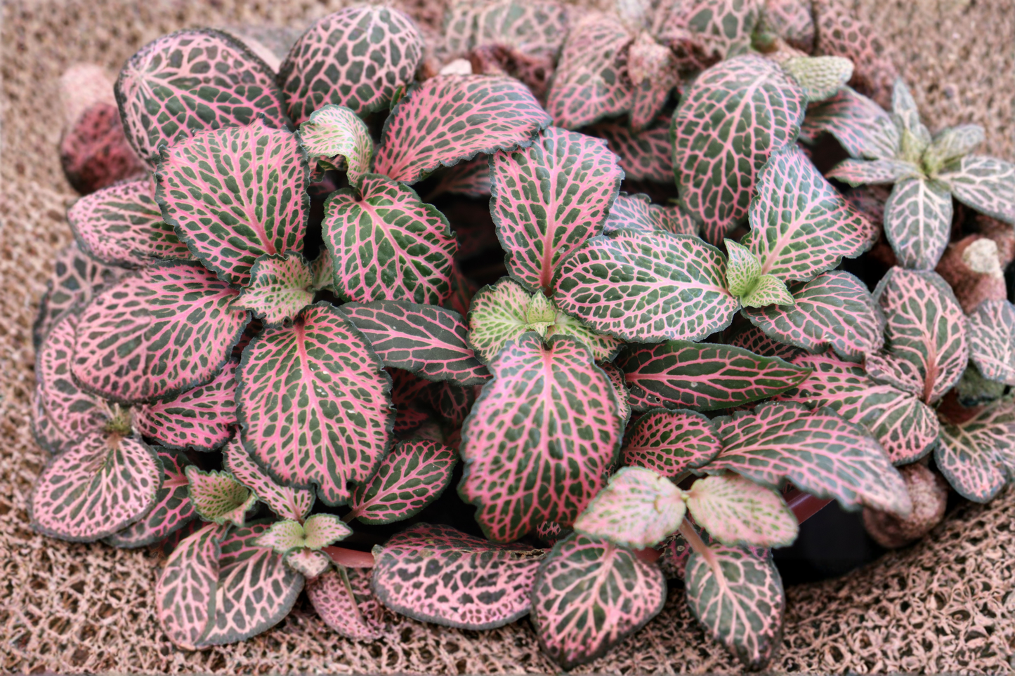 Fittonia Pink Nerve Plant Live Houseplant Pink Veined Indoor Plant Tropical Foliage Plant Starter Plant Without Pot