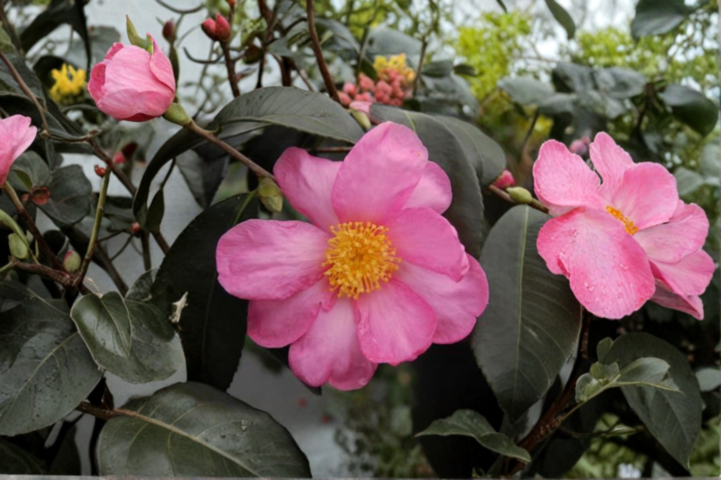 Cold Hardy Camellia ‘Winter’s Star’ 1 Gallon – Hybrid Camellia Pink Fall Bloom Evergreen Shrub Zone 6