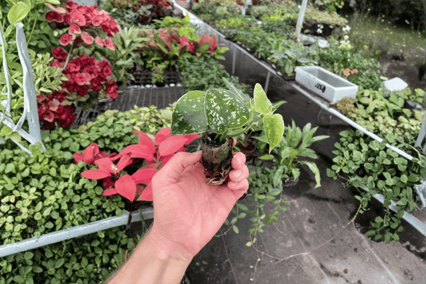 2 Scindapsus Exotica Starter Plants – Bare Root – Scindapsus pictus 'Exotica'