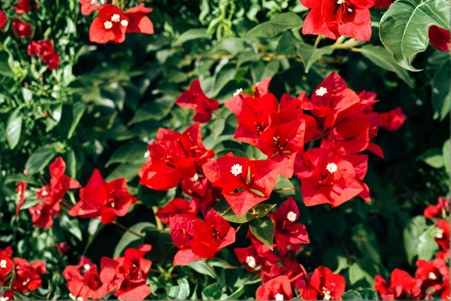 San Diego Red Bougainvillea Live Starter Plant – Well Rooted Plug in Container – Bougainvillea spp.
