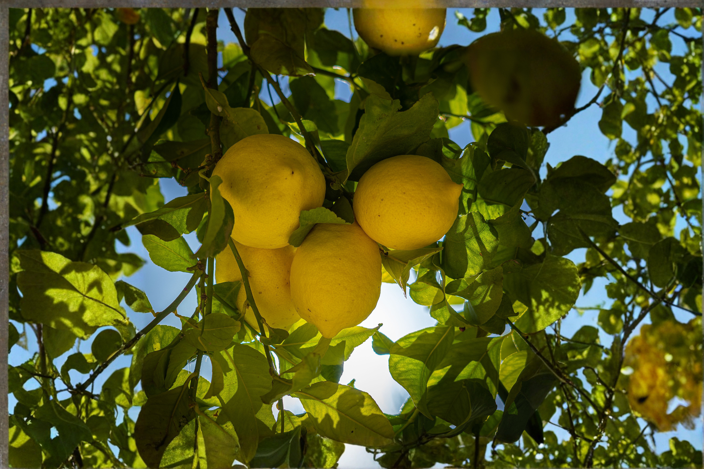 Eureka Lemon Live Starter Seedling – 4–6 Inches – Citrus × limon 'Eureka'