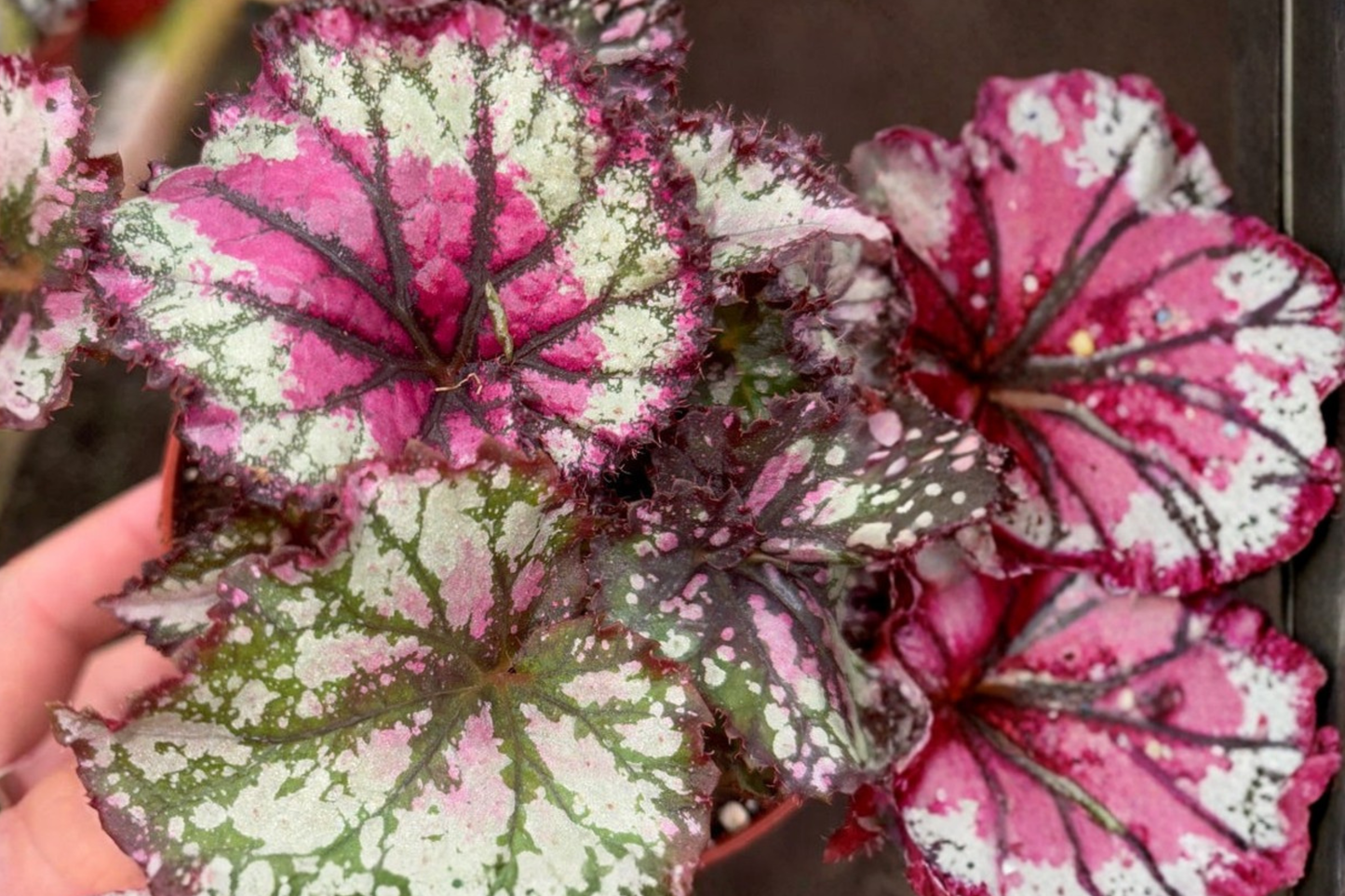 Begonia Prismatic Blush Live Plant Rex Begonia Houseplant in 4 Inch Pot