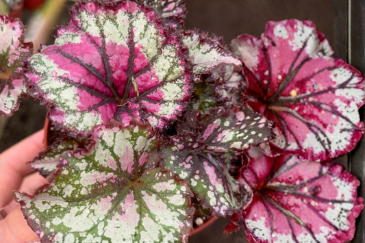 Begonia Prismatic Blush Live Plant Rex Begonia Houseplant in 4 Inch Pot
